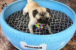 Бразильский художник превращает старые автомобильные покрышки в кроватки для животных