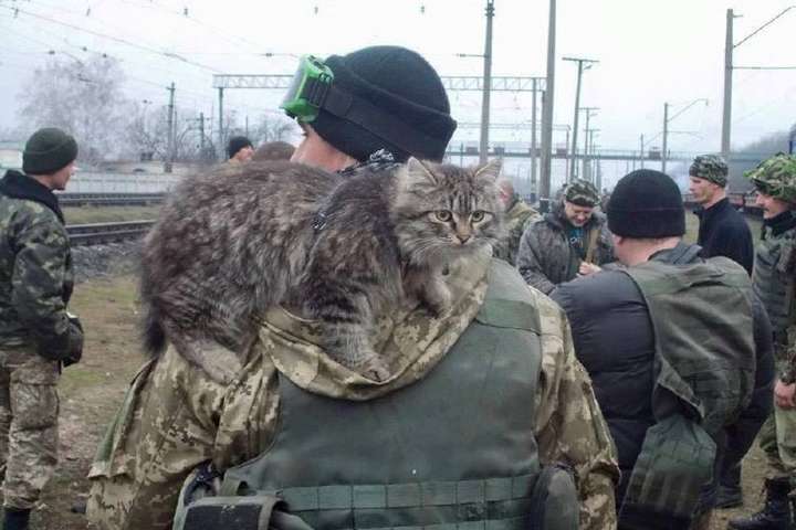 Українські військові показали своїх котиків: фото