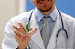 Кожен третій киянин «за» легалізацію медичної марихуани