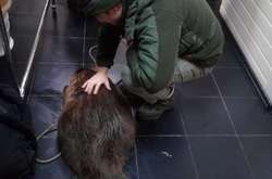 Бобра звільнили з капкана і привезли до ветклініки