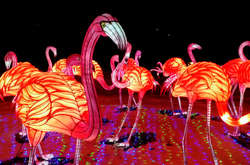 Сади панд, гігантський дракон: на киян чекає дивовижний Фестиваль китайських ліхтарів (фото)