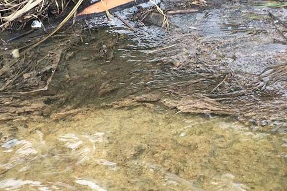 Екологи занепокоєні через забруднення річки на Житомирщині 