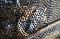  Наразі тигр перебуває в одному з притулків штату Техас 