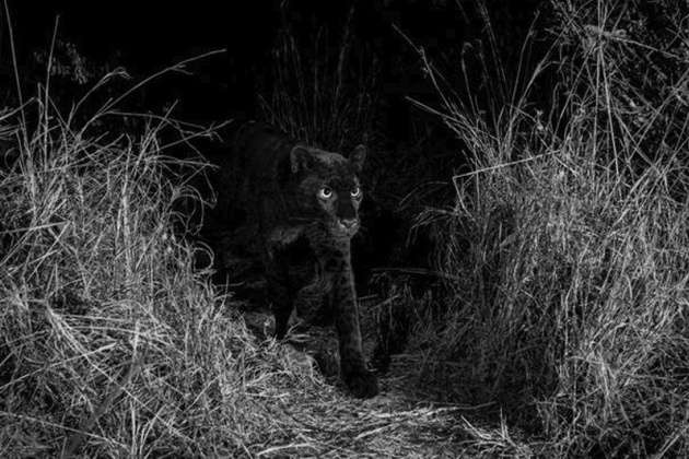 В Африке в объектив камеры впервые за 100 лет попал черный леопард