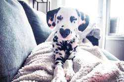 Нос-сердечком: очаровательный далматин Уайли покорил Instagram