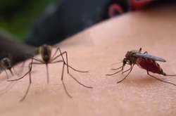 Двоє киян привезли з відпочинку рідкісну хворобу