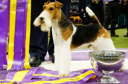 Настоящие друзья человека: в США выбрали главную собаку страны