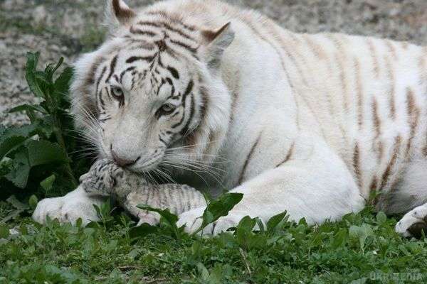 В окупованому Криму померла біла тигриця Тигрюля