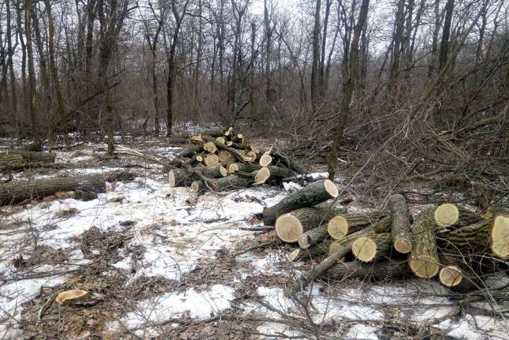 Балтські поліцейські викрили осіб, які незаконно вирубували ліс