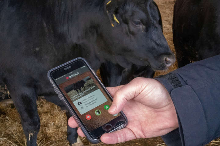 Британські фермери шукають партнерів для своїх корів через програму-аналог Tinder’а