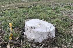  Цей пень не пофарбований білою фарбою, це - звичайна сіль    