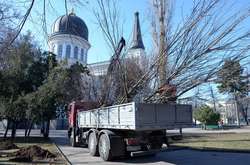 На Соборній площі висадили 23 молодих дерева