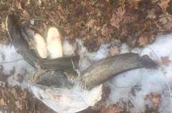У Чорнобильській зоні викрито незаконний вилов риби