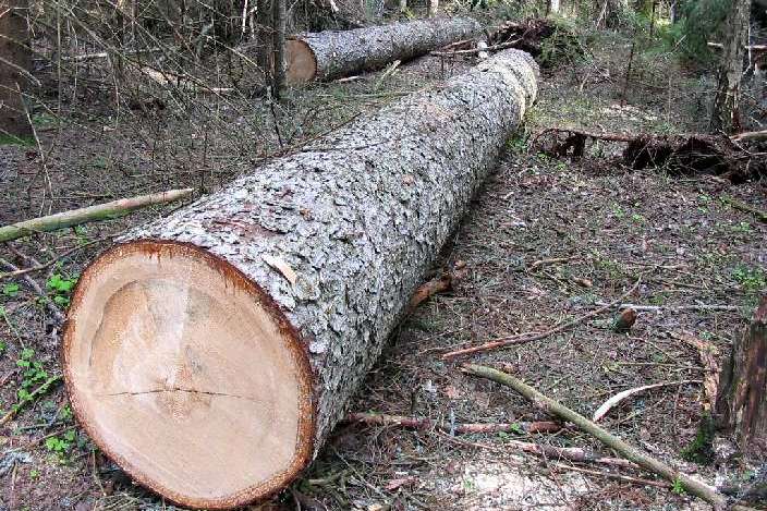 На Закарпатті дерево вбило 17-річного хлопця