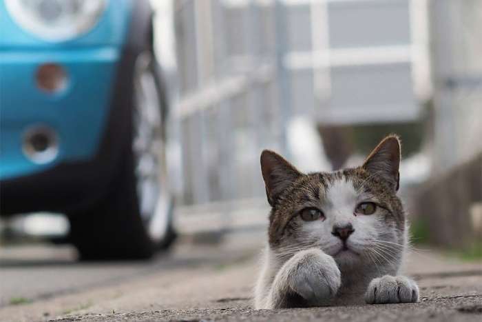 Дыры в асфальте стали местом развлечений озорных японских кошек (фото)