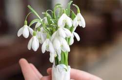 На Вінниччині стартувала операція «Первоцвіт-2019»