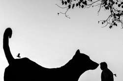 Животные на улице: сеть покорила серия нестандартных снимков индийского фотографа