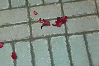 Місця масових розстрілів у Києві посипали пелюстками троянд (фото, відео)
