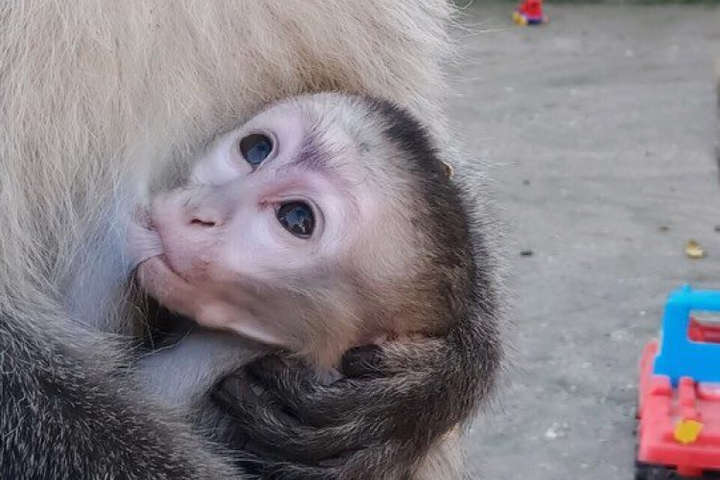 В Одеському зоопарку у зелених мавп народилося дитинча