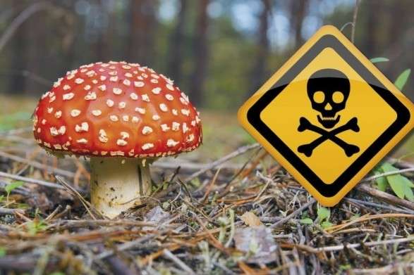В Україні за тиждень двоє людей отруїлися грибами