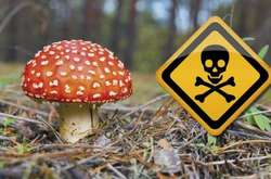 В Україні за тиждень двоє людей отруїлися грибами