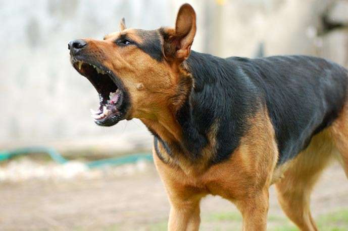 На Миколаївщині бійцівська собака загризла молоду жінку 