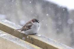 На Київ суне похолодання