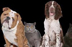 Ученые назвали пять животных, которые способны исцелять людей