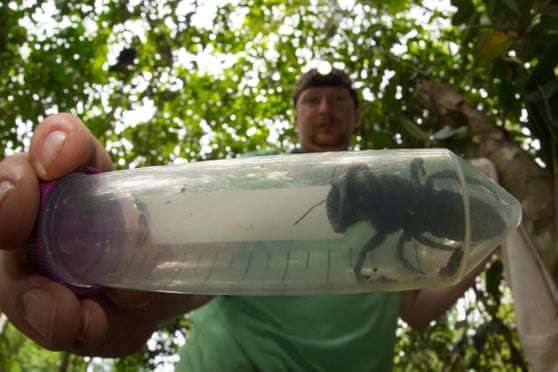 В Індонезії знайшли найбільшу бджолу у світі, яку вважали вимерлою (фото)