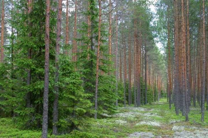 В Україні за рік з'явилося дві тисячі гектарів нових лісів