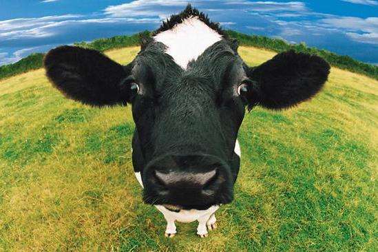 Уряд збільшив дотації на корів 