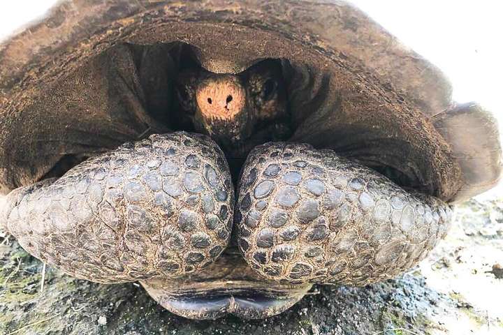 На Галапагосах знайшли черепаху, яку понад 100 років вважали вимерлою