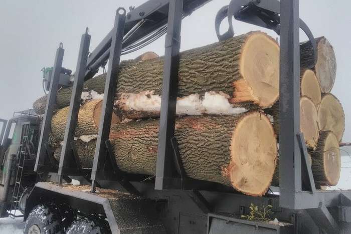 На Дніпропетровщині СБУ блокувала розкрадання деревини лісового фонду на понад 2 мільйони гривень