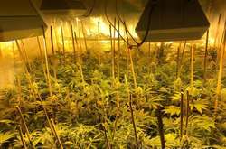 На Київщині поліція затримала «інноваційного наркоаграрія» 