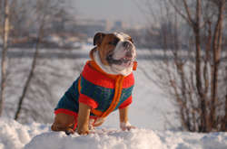  У кінці лютого температура повітря у більшості регіонів становитиме 1…7 градусів тепла 
  