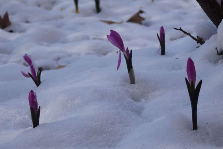Весна вже близько: в Одесі зацвіли проліски
