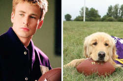 Twitter-аккаунт сравнивает Криса Эванса и милейших собачек