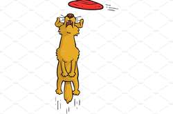 В перерыве матча по американскому футболу собака поймала пас фрисби на 75 метров