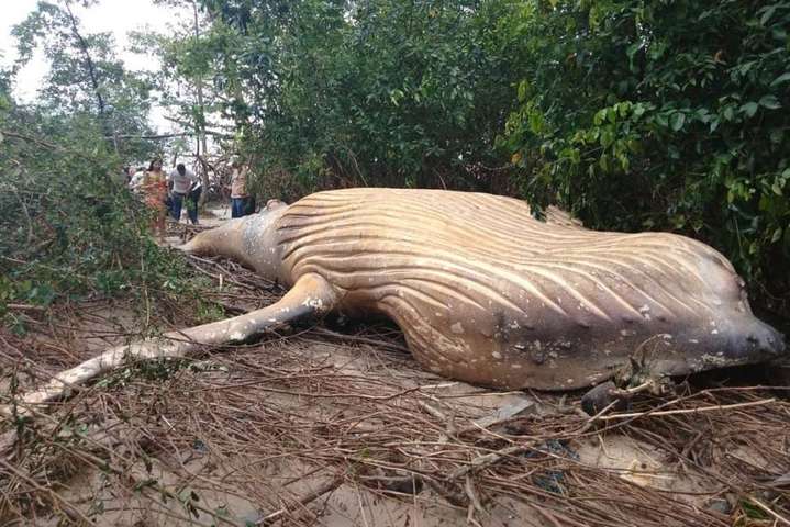 В джунглях Бразилии найден мертвый кит: эксперты выясняют, как он там оказался