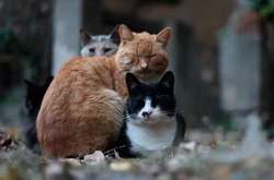 У Києві проводять онлайн-запис на стерилізацію бездомних котів