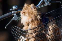 Південно-західний вітер принесе в Україну потепління