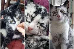 Удивительные метаморфозы одной кошки: из-за редкого заболевания она меняет цвет прямо на глазах