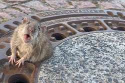 В Германии пожарные спасли крысу, которая застряла в дыре люка (видео)