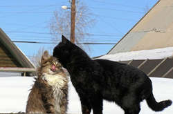 Календарна весна в Україні розпочнеться короткочасним похолоданням