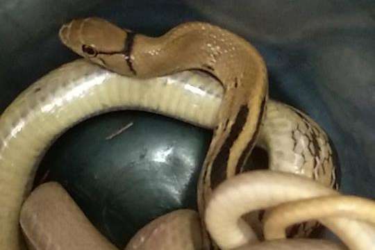 Мешканці Троєщини виявили у своїй квартирі змію (фото)