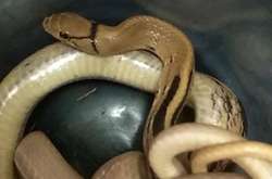 Мешканці Троєщини виявили у своїй квартирі змію (фото)