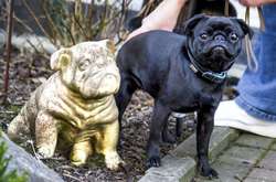  Мопса Едда виставили на eBay і продали за 750 євро 