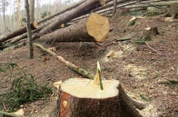  З 1 січня 2019 року в Україні набрав чинності закон, який посилює заходи проти знищення лісів в Україні 