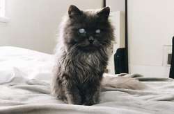 Практически слепой котенок покорил пользователей соцсетей одним лишь взглядом