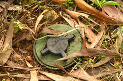 Троє жителів Донеччини підірвалися на міні, збираючи в лісі дрова 